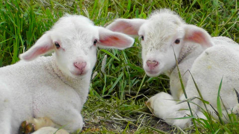 two spring lambs in a field