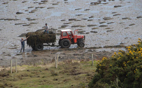 a tractor collecting seaweed from a beach in donegal