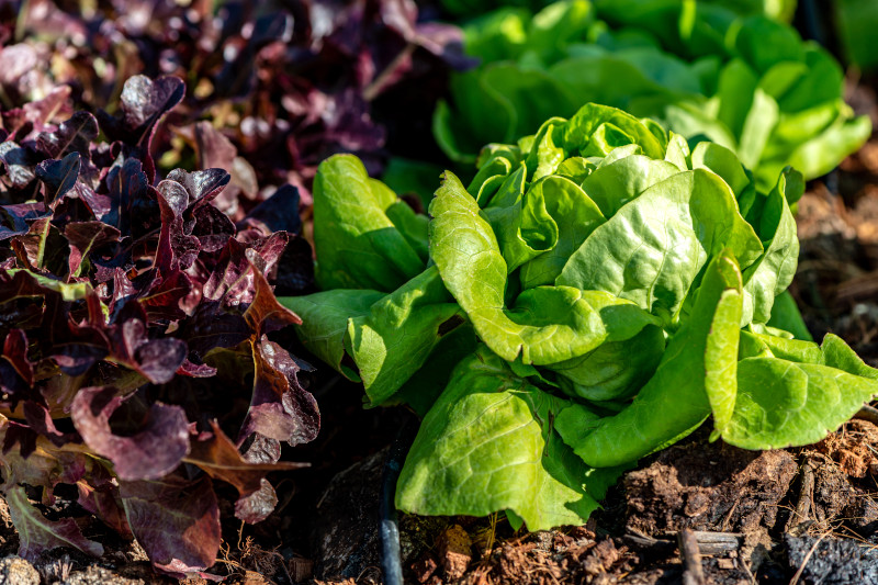 close up of lettuce