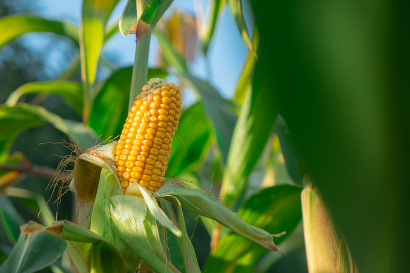 Closeup view on ready yellow corn on a field.