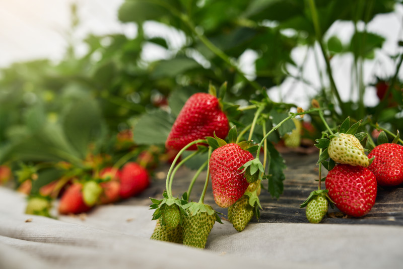 close up of strawberry plant