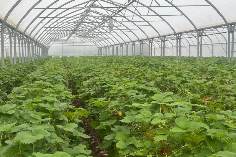 fertilised strawberries growing in a large grow house